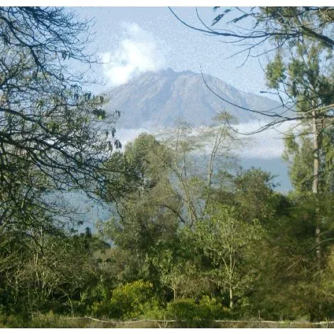 tanzania (arusha) coffee by broadway coffee roasters limited