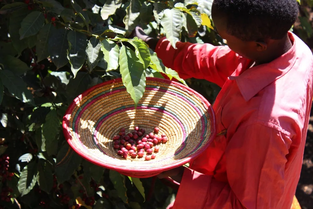 ethiopia guji (medium roast) coffee by java roastery