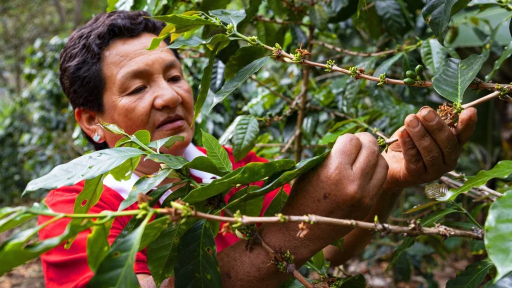 peru de mujer aproccurma coffee by the kaffeeklatsch