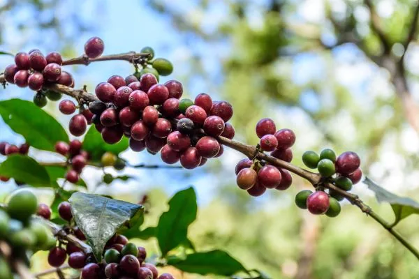 guatemala zacapa (medium roast) coffee by java roastery