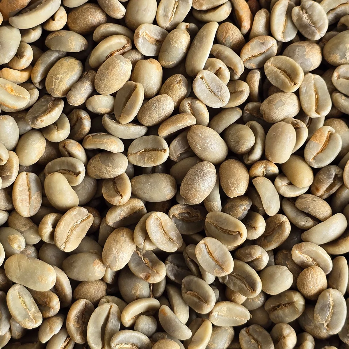 papua new guinea green smallholder coffee beans 1kg coffee by chiasso coffee roasters