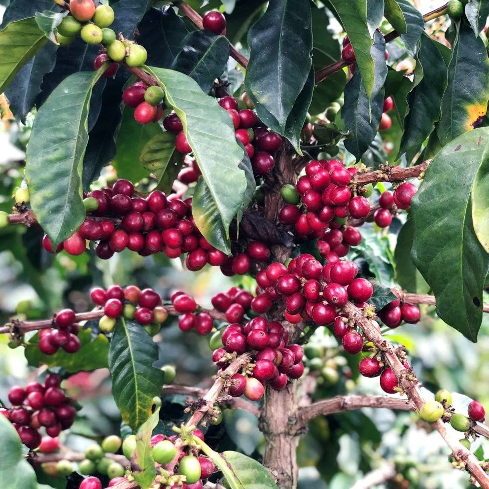 kolumbien | villamaría coffee by cabana coffee roasters