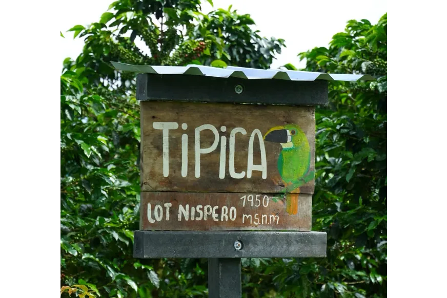 nogales origins typica coffee by crankhouse coffee