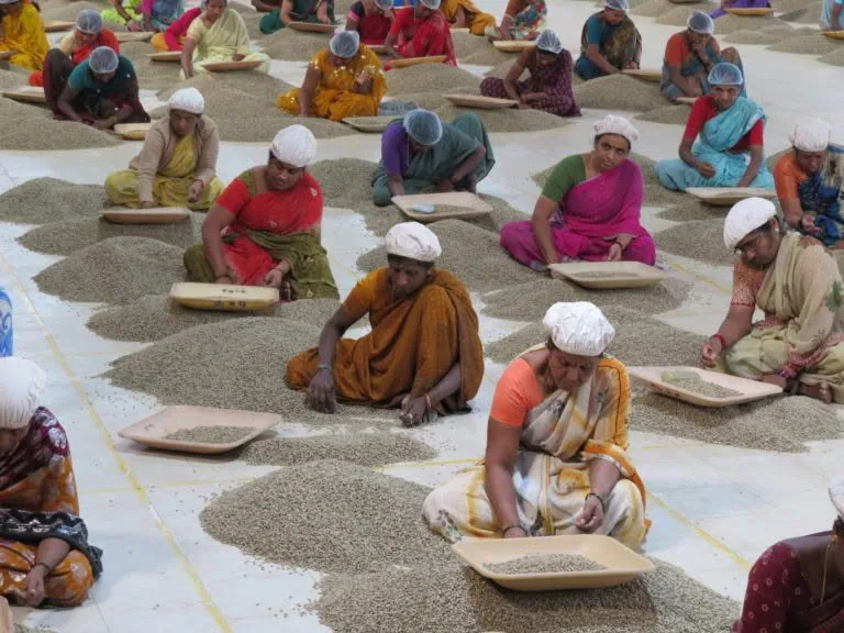 ⚡new⚡ india tiger mountain bababudan giris a - india coffee by lucas coffee roasters