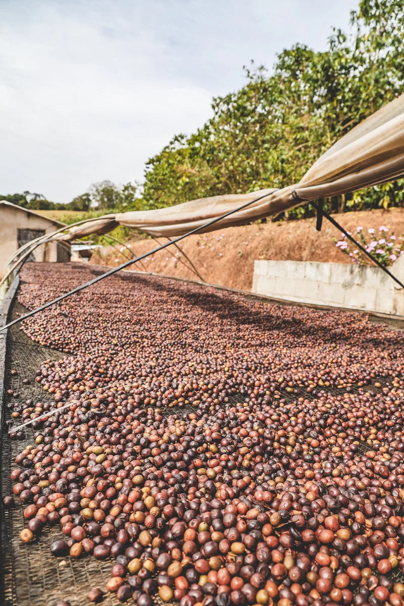 brazil cochoeira natural - filter coffee by cubbyhouse coffee