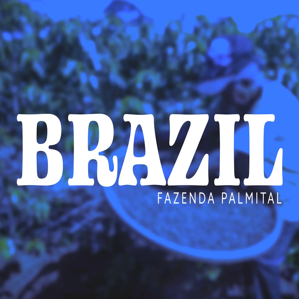 brazil fazenda palmital coffee by deluxe coffeeworks roastery & espresso bar