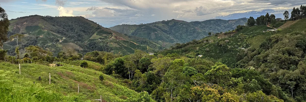 #00 colombia, decaf amenaza menor coffee by stillers coffee