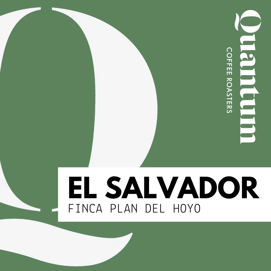 el salvador - finca plan del hoyo coffee by quantum coffee roasters