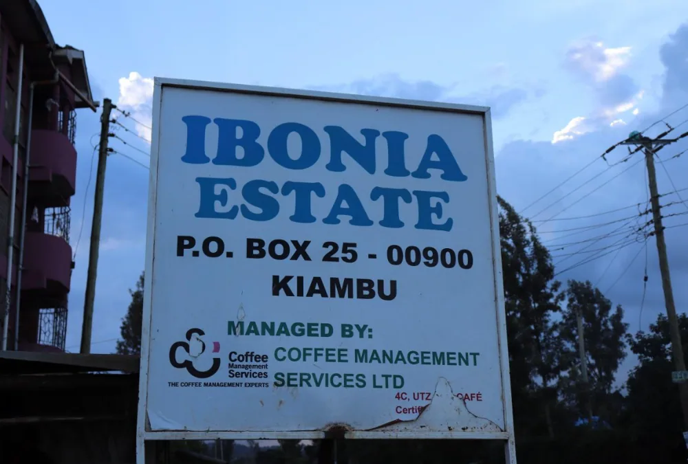 kenya ibonia estate aa coffee by color coffee roasters