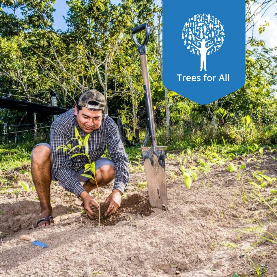 plant 1 boom in bolivia ism trees for all coffee by brute bonen koffiebranderij & espressobar