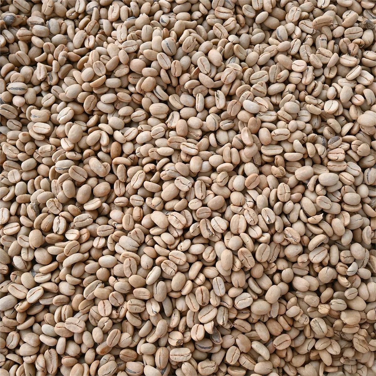 guatemala finca la hermosa orange gesha washed coffee by bellas coffee lab roastery