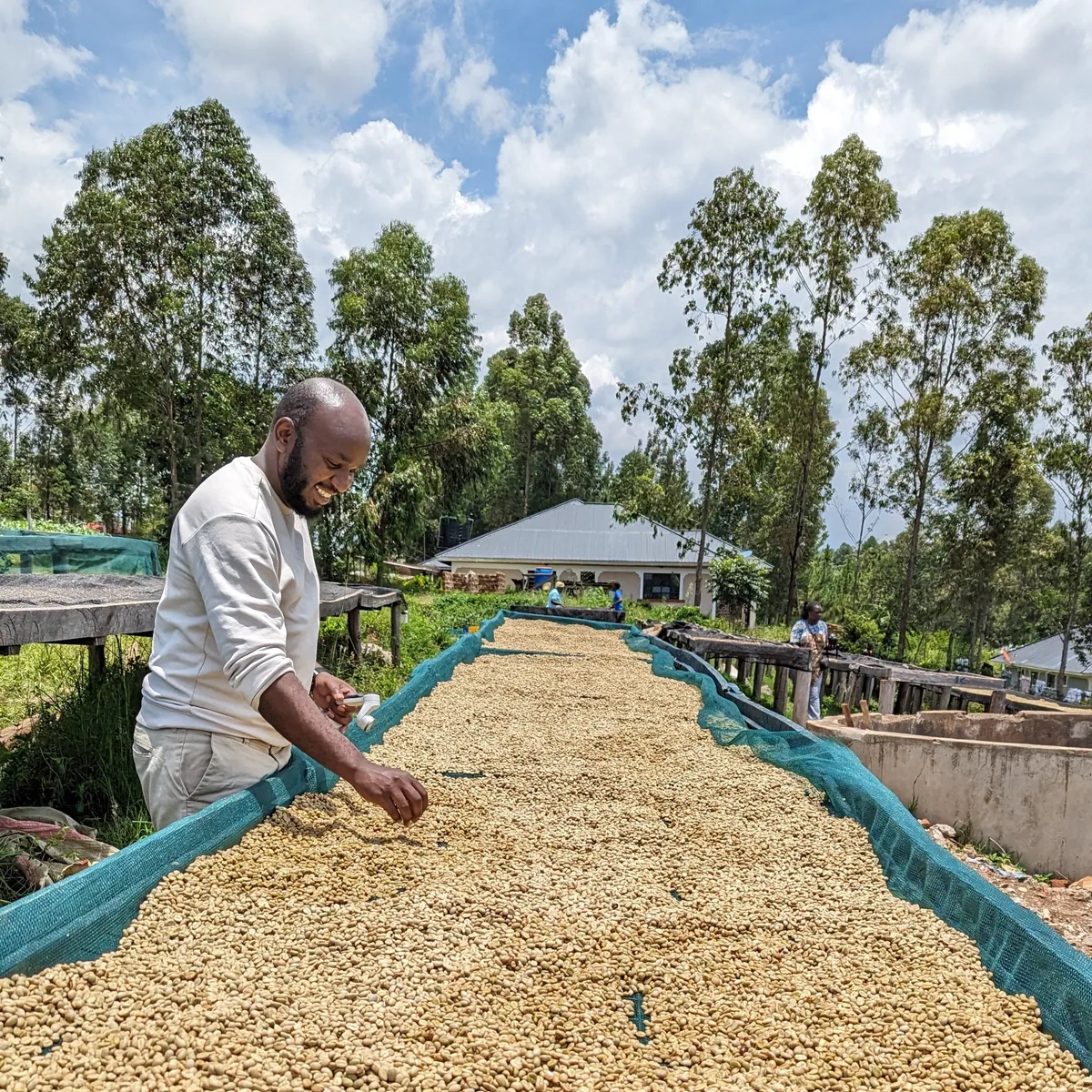 kericho ab coffee by thomsons coffee roasters
