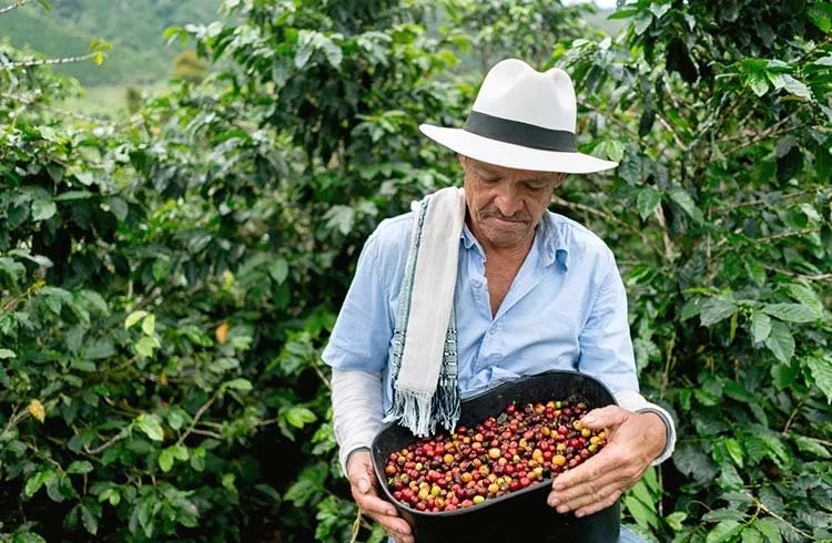 ⚡new⚡ colombia tolima asobris fair trade organic - colombia coffee by lucas coffee roasters