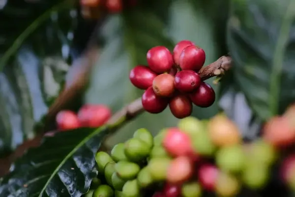 nicaragua santa teresa de mogoton coffee by short sleeves coffee