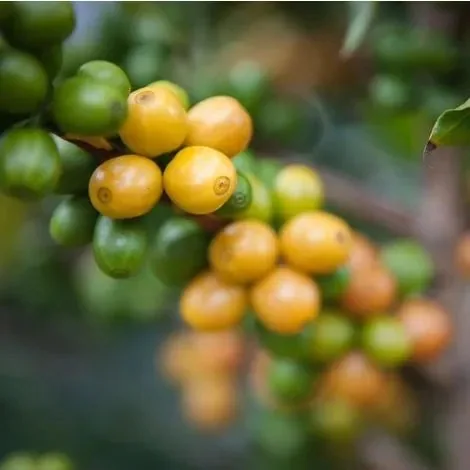colombia azahar nariño – slow food coffee coalition coffee by bellas coffee lab roastery
