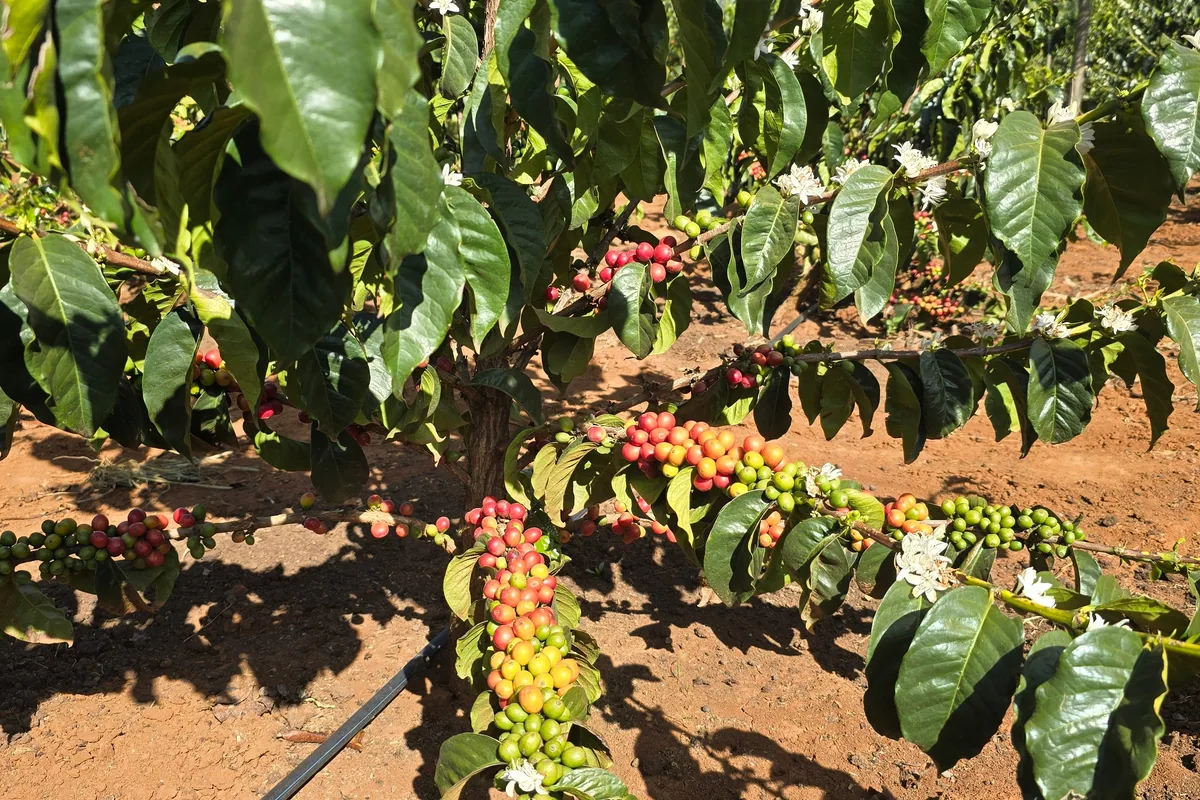 kericho ea decaf coffee by crankhouse coffee