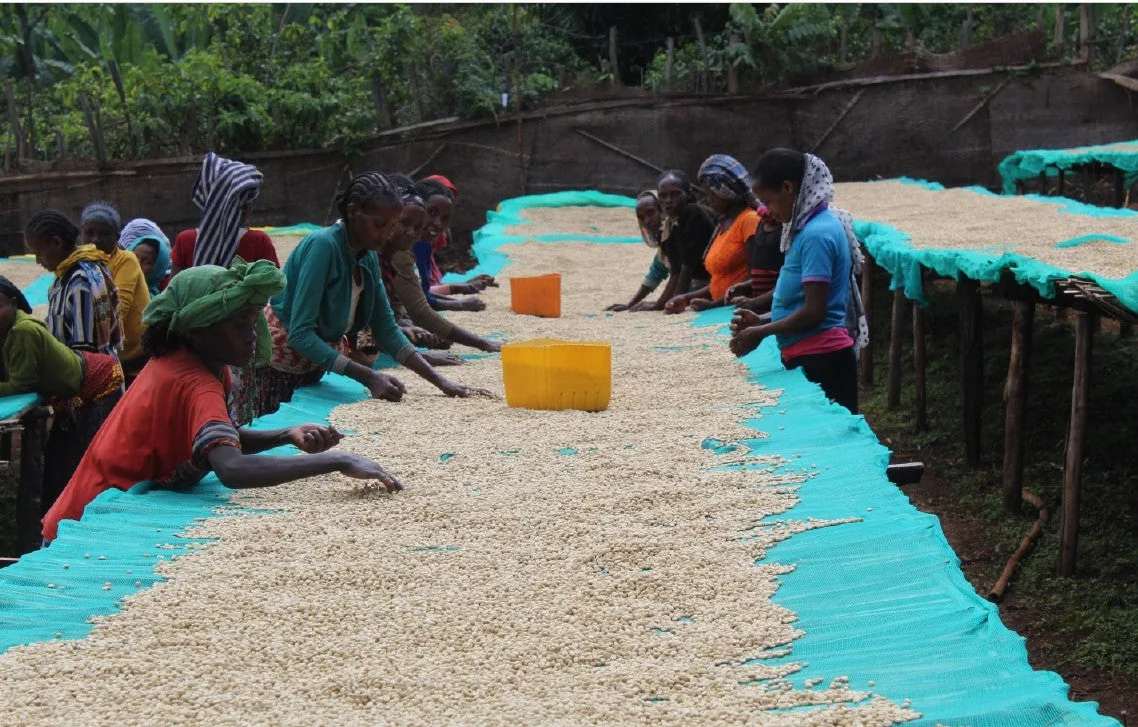 ethiopia yirgacheffe halo washed filter coffee by passport specialty coffee
