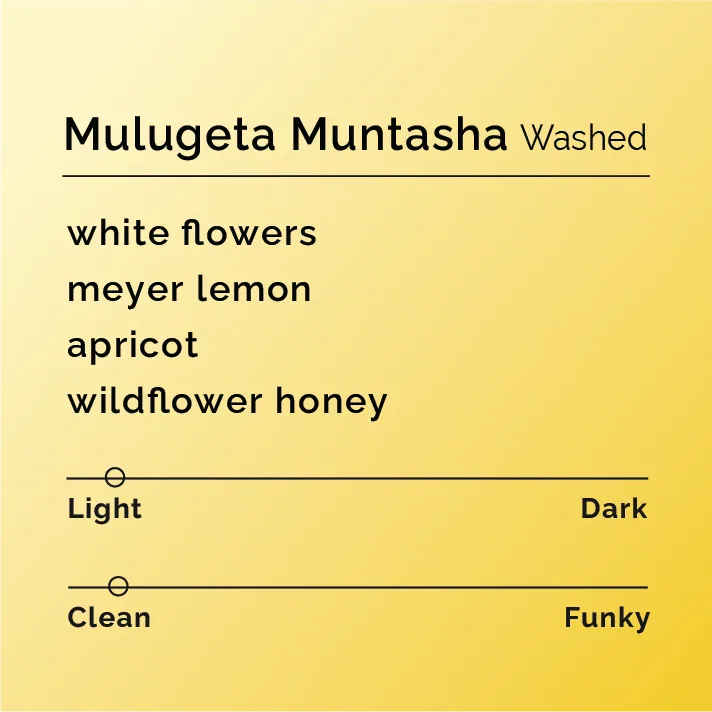 mulugeta muntasha - washed coffee by black & white coffee roasters