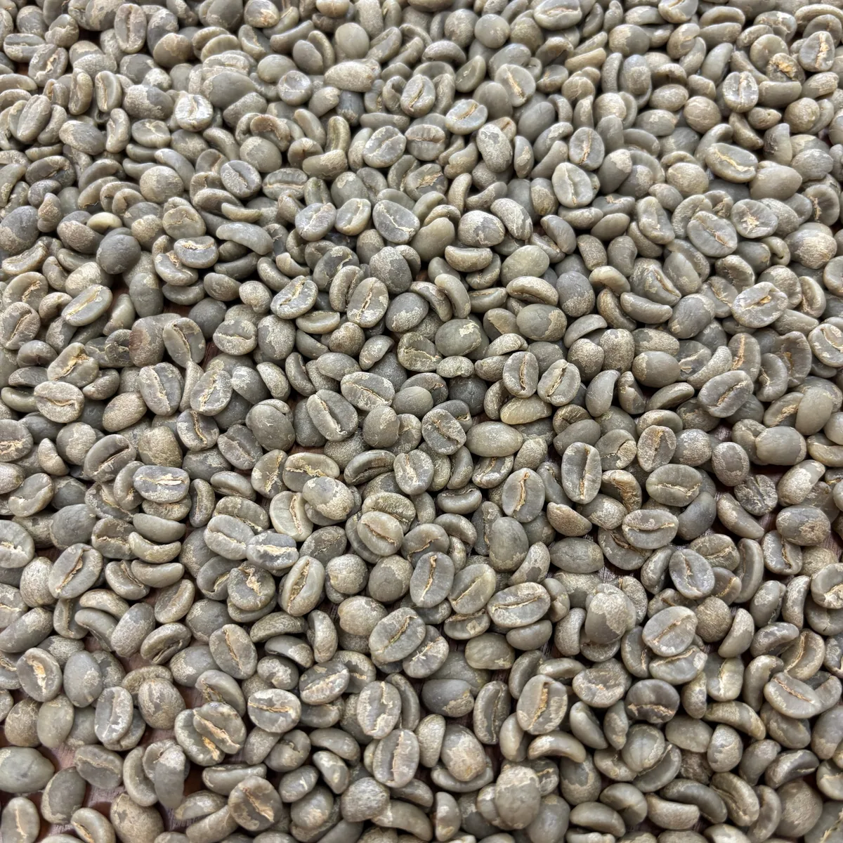 muburi ab - bulk green - kenya coffee by prodigal