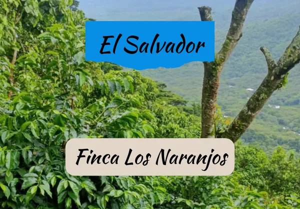 el salvador | finca los naranjos coffee by draft coffee roasters