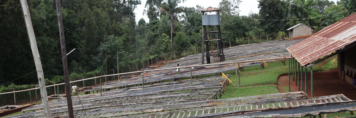 #18 kenya, oreti coffee by stillers coffee
