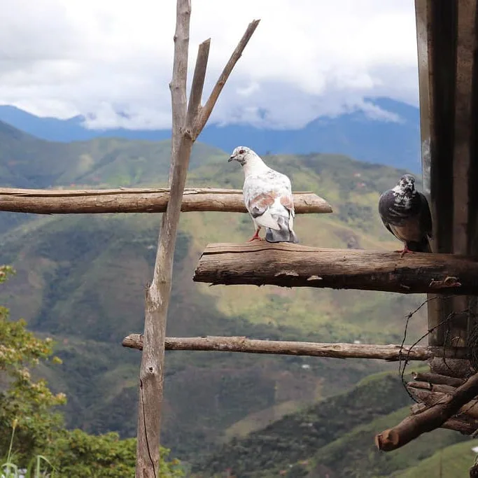 peru - cajamarca coffee by golden sheep coffee