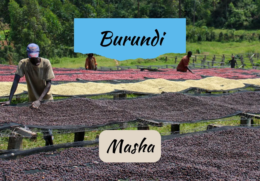 burundi masha | honey coffee by draft coffee roasters