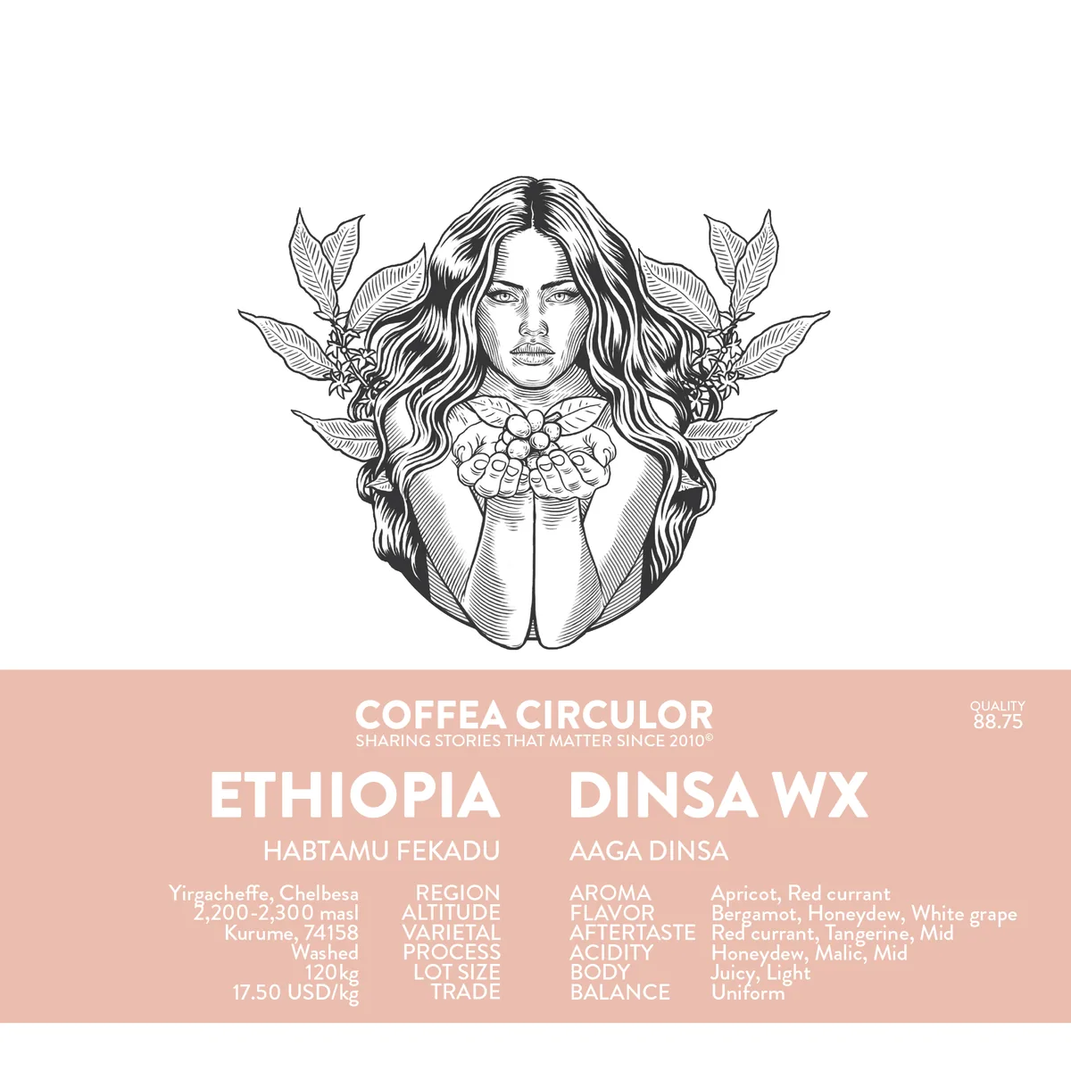 ethiopia dinsa washed wx - ethiopia coffee by coffea circulor