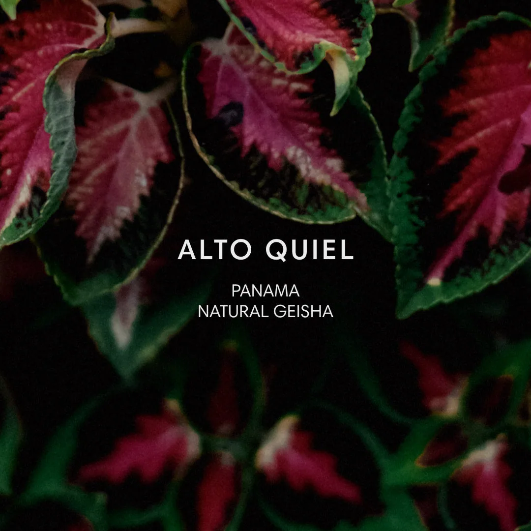 alto quiel coffee by mazelab