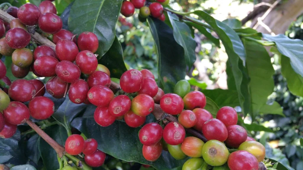 colombia supremo coffee by the kaffeeklatsch