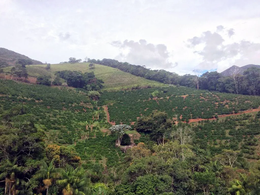 brasilien | alta mogiana coffee by cabana coffee roasters