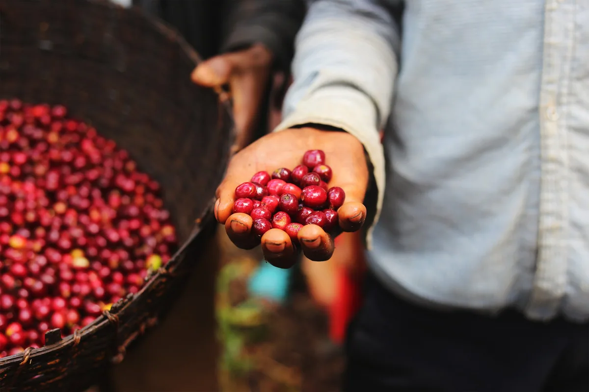 ethiopia limu natural arabica green coffee beans (1kg) coffee by pennine tea & coffee ltd