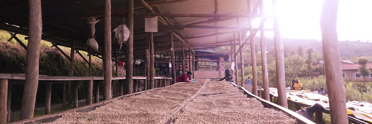 #30 rwanda, gishyita coffee by stillers coffee