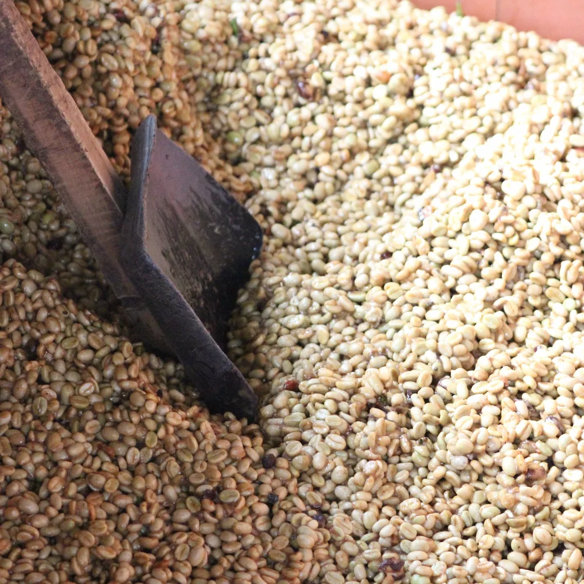 colombia - wuchii - caficauca coffee by golden sheep coffee