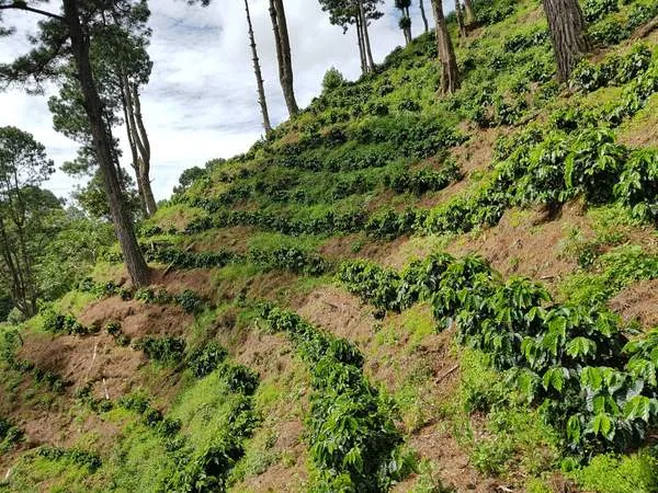 nicaragua natural coffee by kean coffee