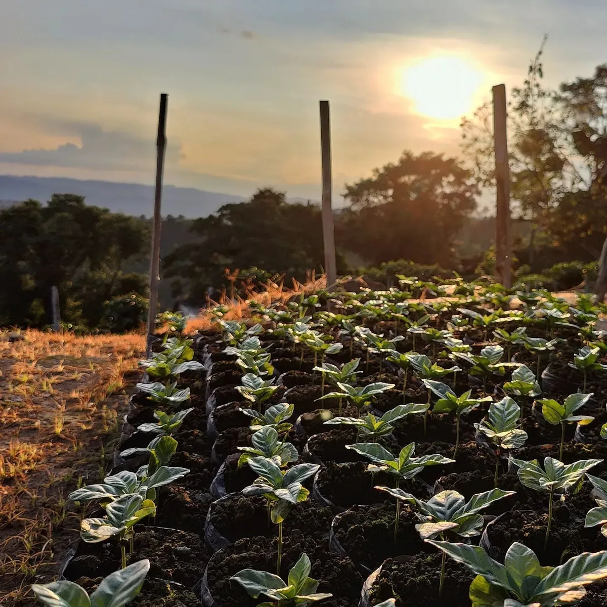 colombia la esperanza double carbonic maceration espresso coffee by passport specialty coffee