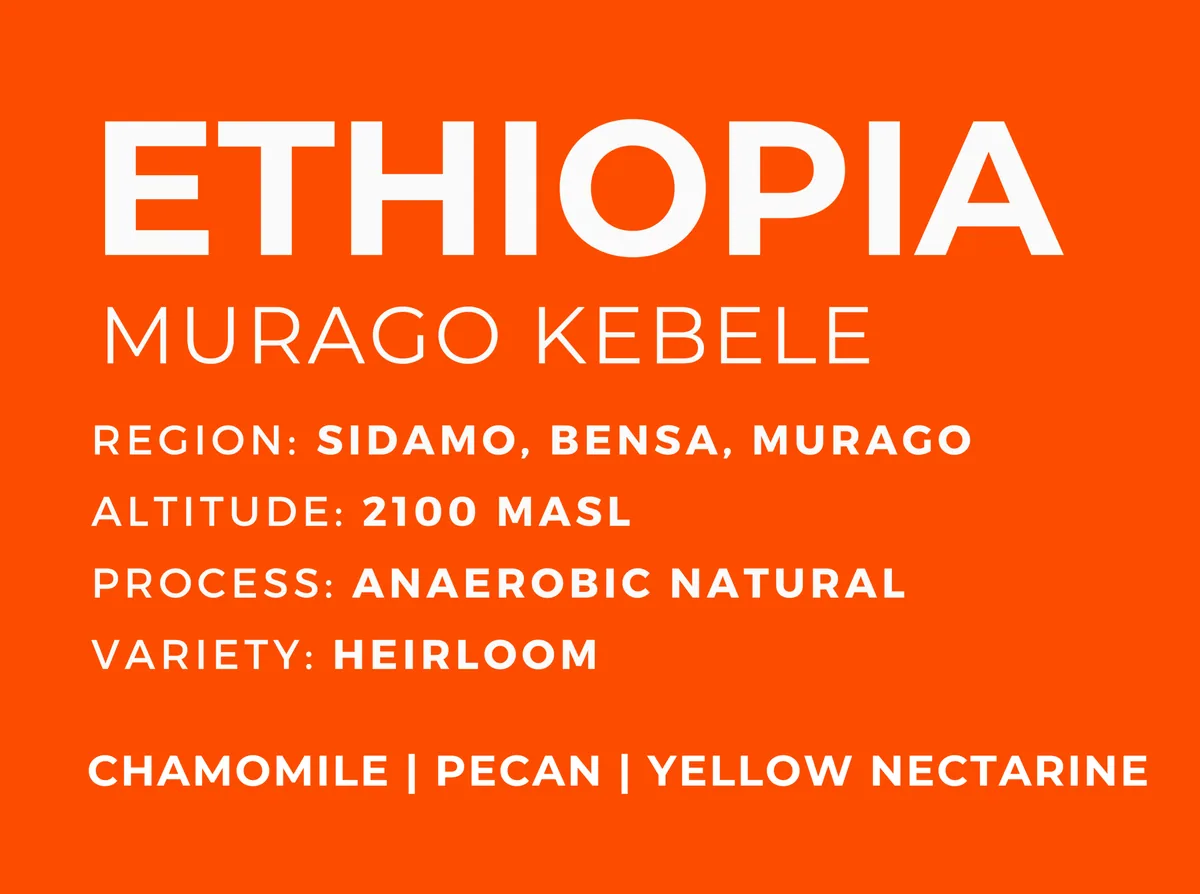 ethiopia murago kebele coffee by patio coffee roasters