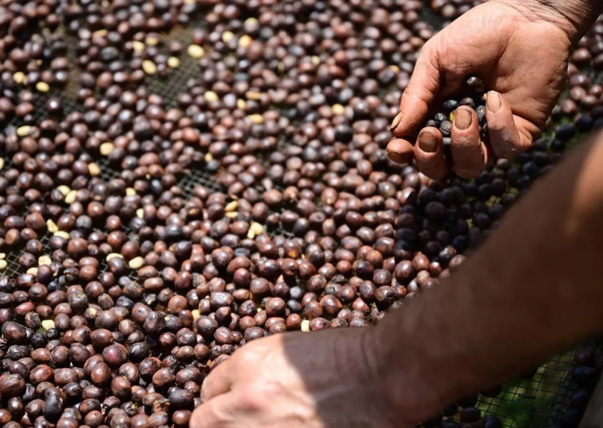 peru el eden – semi anaerobic coffee by naked roaster coffee