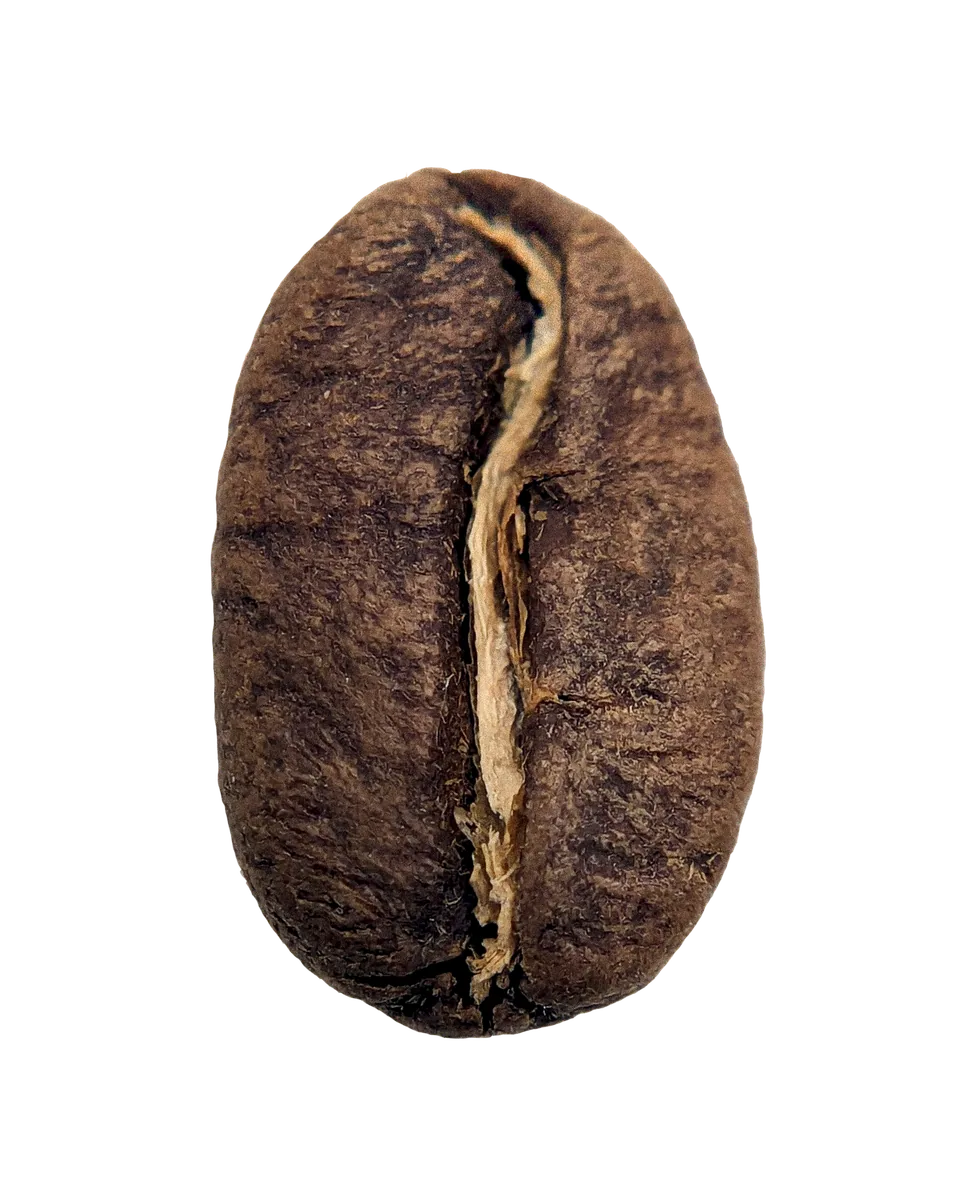 bolivia, gesha coffee by herkimer coffee