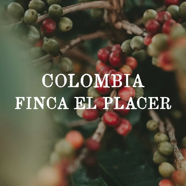 colombia finca el placer (washed) coffee by case study coffee roasters