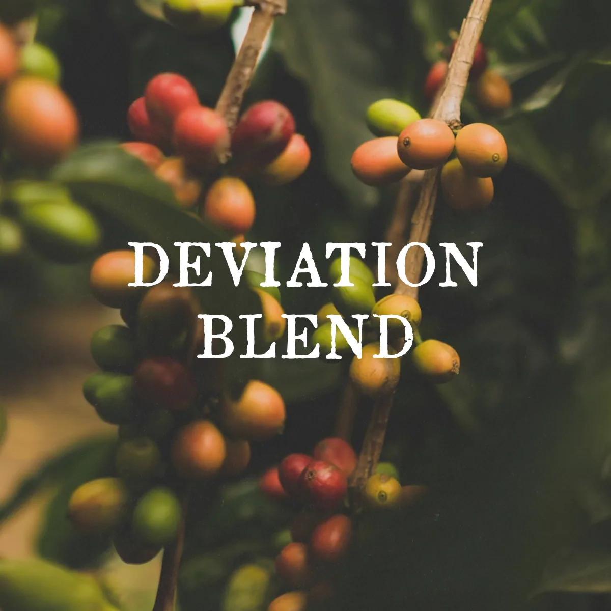 deviation blend coffee by case study coffee roasters