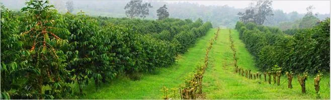 peaberry reserve coffee coffee by weaver's coffee & tea - san rafael cafe