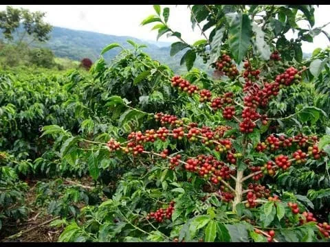 java coffee by illimani koffiebranderij