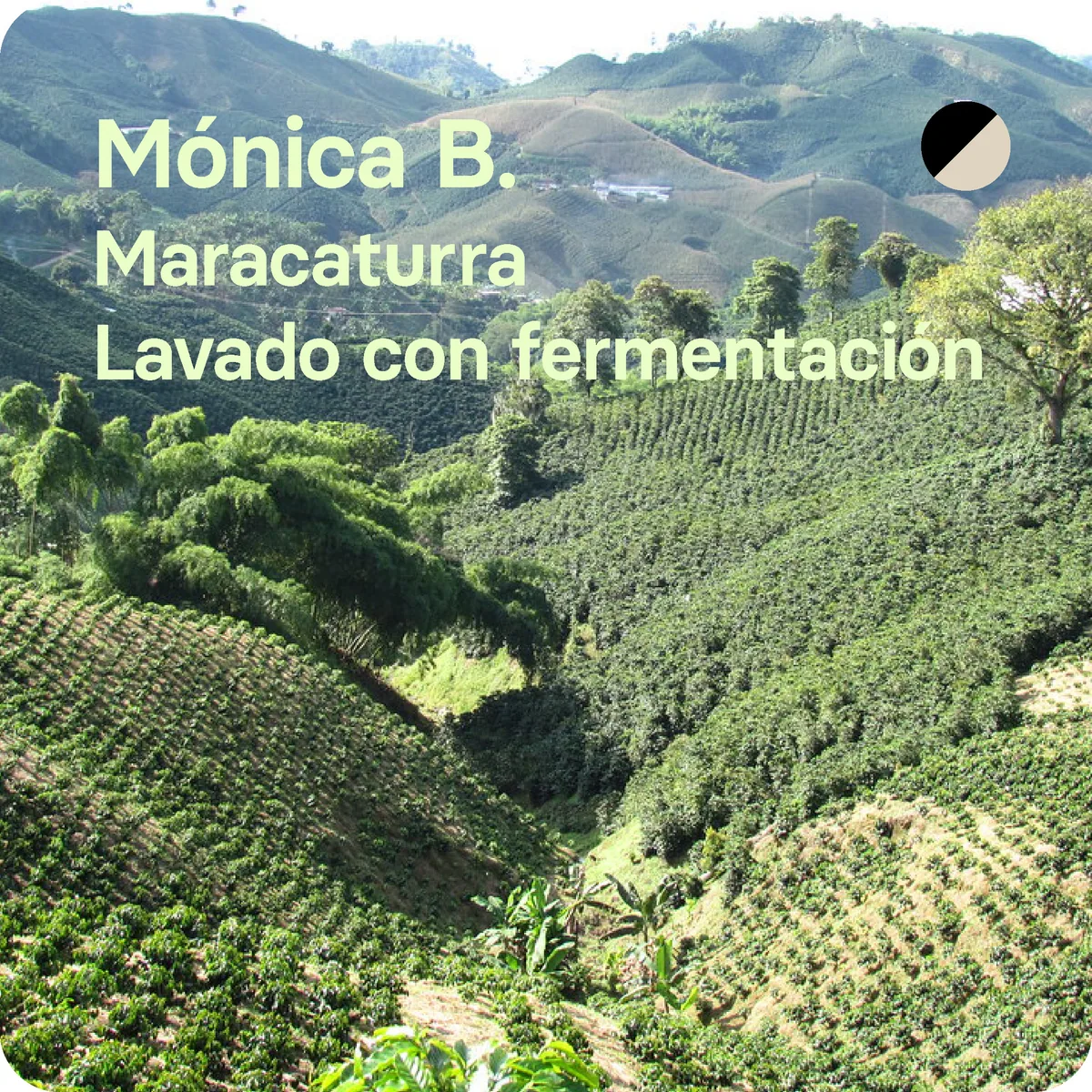 mónica berdugo, colombia - colombia coffee by harmony roasters
