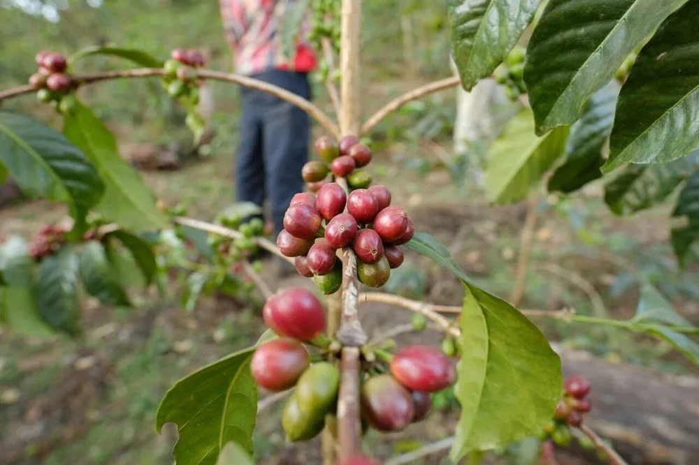 ethiopia tibebu aleto sidamo natural espresso coffee by passport specialty coffee