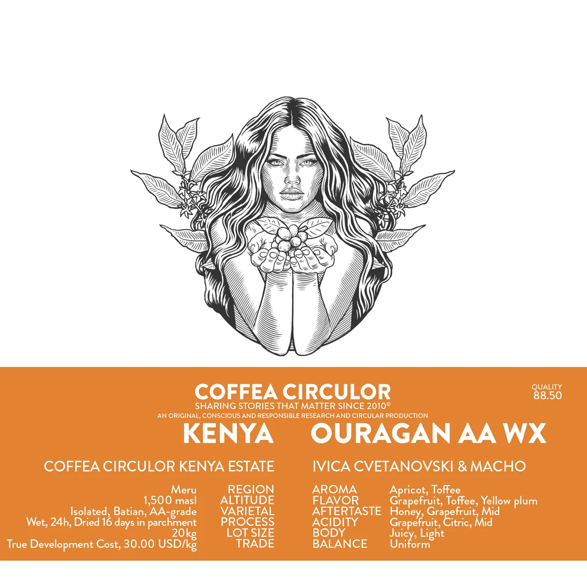 kenya coffea circulor ouragan isolated batian aa washed wx - kenya coffee by coffea circulor