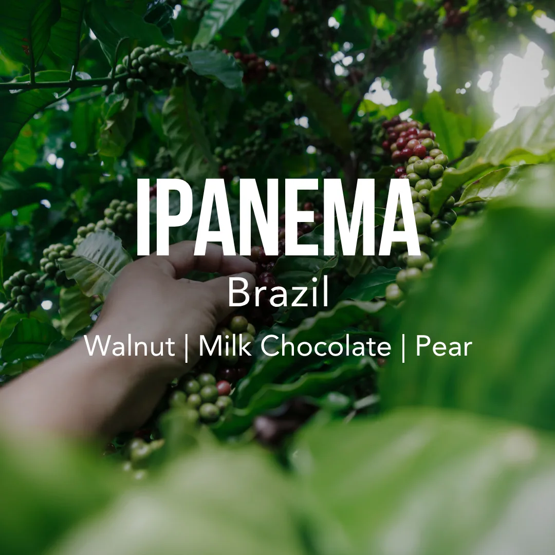 brazil ipanema gourmet - brazil coffee by excelso coffee