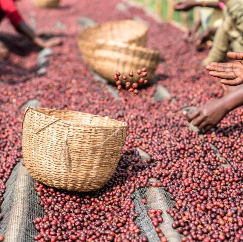 äthiopien | adado coffee by cabana coffee roasters