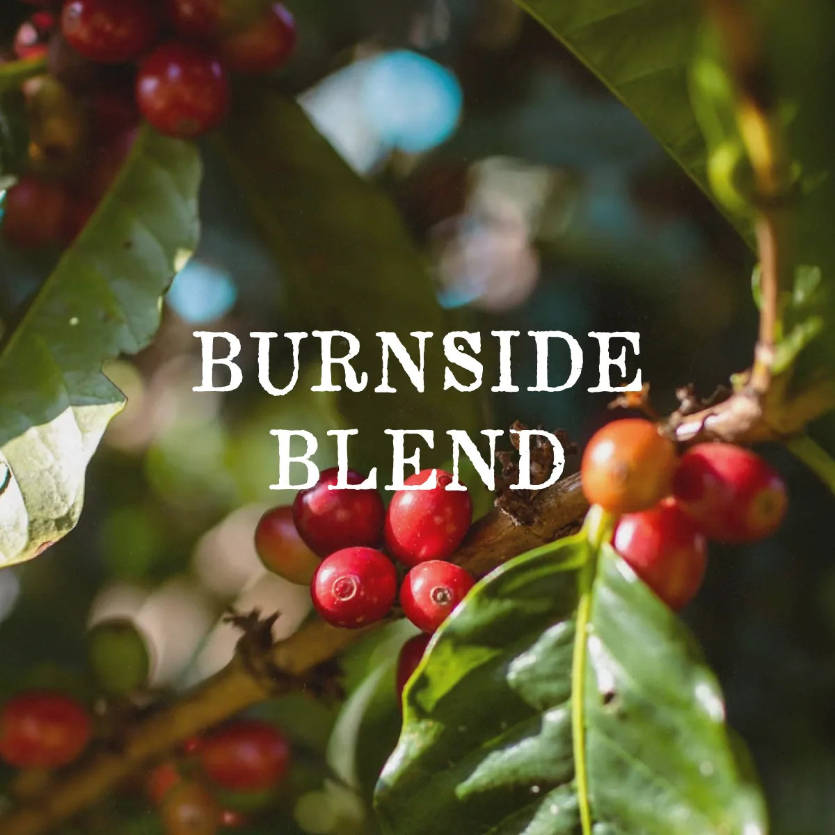 burnside blend coffee by case study coffee roasters