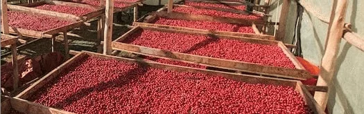 uganda coffee coffee by weaver's coffee & tea - san rafael cafe